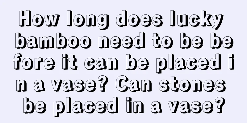 How long does lucky bamboo need to be before it can be placed in a vase? Can stones be placed in a vase?