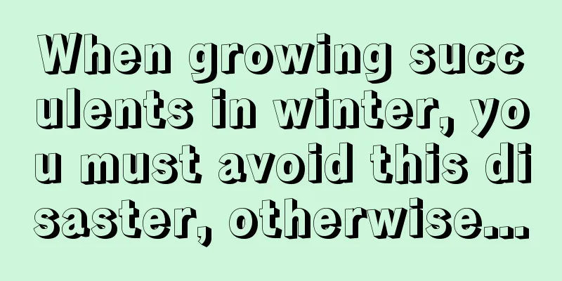 When growing succulents in winter, you must avoid this disaster, otherwise...