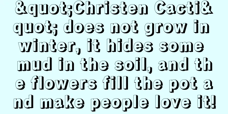 "Christen Cacti" does not grow in winter, it hides some mud in the soil, and the flowers fill the pot and make people love it!