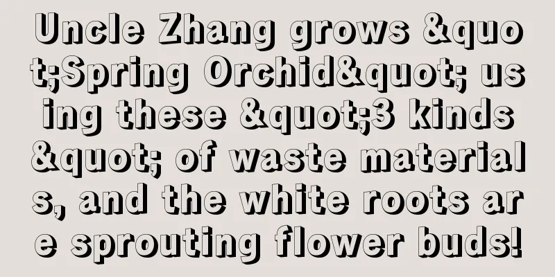 Uncle Zhang grows "Spring Orchid" using these "3 kinds" of waste materials, and the white roots are sprouting flower buds!