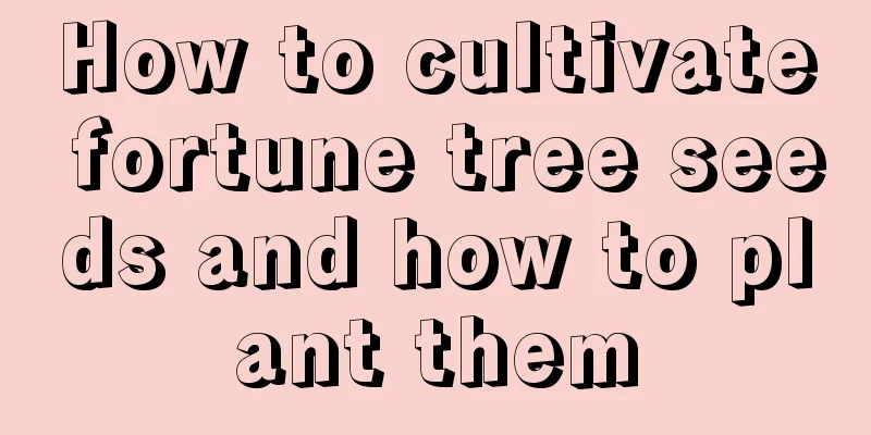 How to cultivate fortune tree seeds and how to plant them