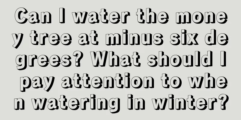 Can I water the money tree at minus six degrees? What should I pay attention to when watering in winter?