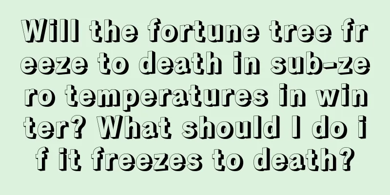 Will the fortune tree freeze to death in sub-zero temperatures in winter? What should I do if it freezes to death?