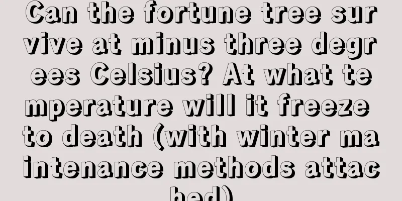 Can the fortune tree survive at minus three degrees Celsius? At what temperature will it freeze to death (with winter maintenance methods attached)