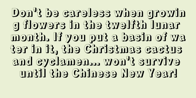 Don’t be careless when growing flowers in the twelfth lunar month. If you put a basin of water in it, the Christmas cactus and cyclamen... won’t survive until the Chinese New Year!