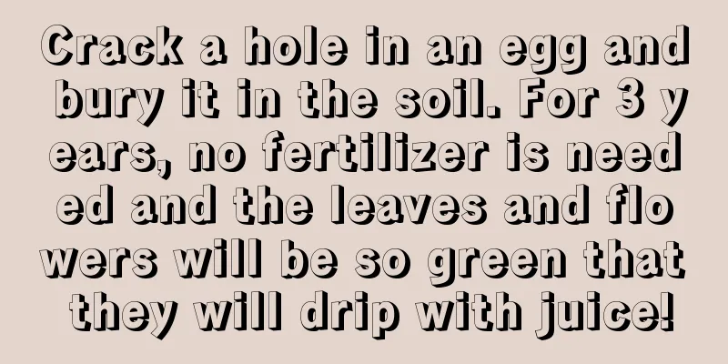 Crack a hole in an egg and bury it in the soil. For 3 years, no fertilizer is needed and the leaves and flowers will be so green that they will drip with juice!