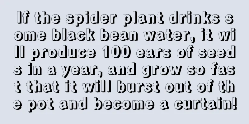 If the spider plant drinks some black bean water, it will produce 100 ears of seeds in a year, and grow so fast that it will burst out of the pot and become a curtain!