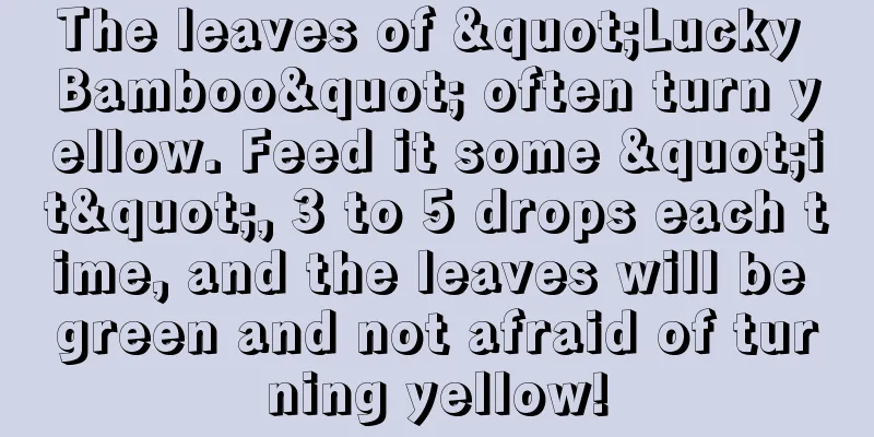 The leaves of "Lucky Bamboo" often turn yellow. Feed it some "it", 3 to 5 drops each time, and the leaves will be green and not afraid of turning yellow!
