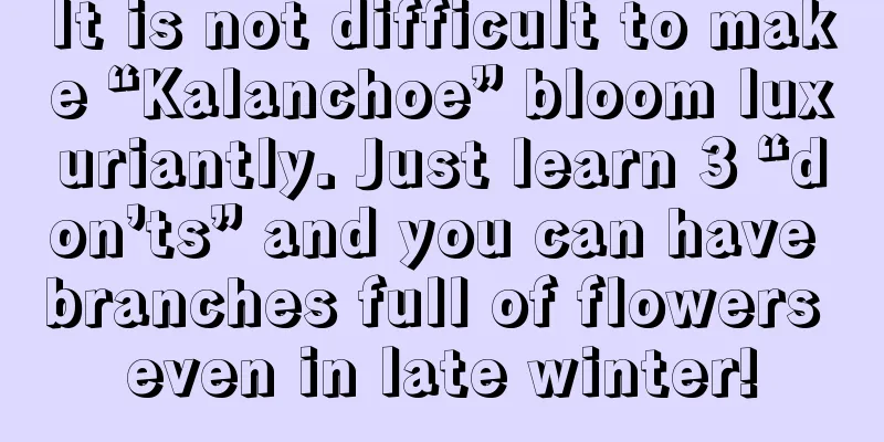 It is not difficult to make “Kalanchoe” bloom luxuriantly. Just learn 3 “don’ts” and you can have branches full of flowers even in late winter!
