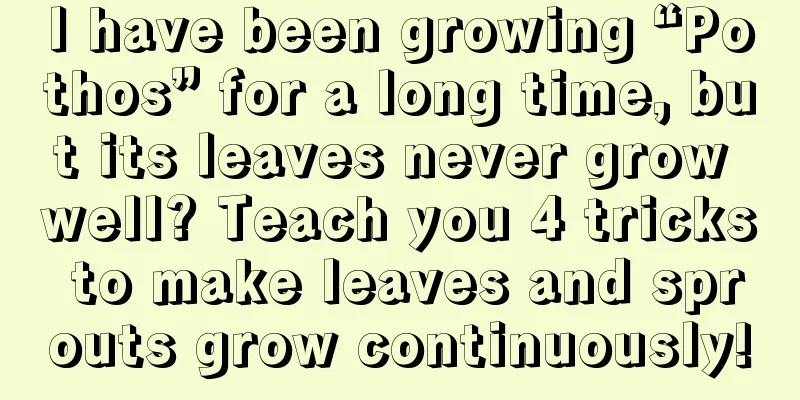 I have been growing “Pothos” for a long time, but its leaves never grow well? Teach you 4 tricks to make leaves and sprouts grow continuously!