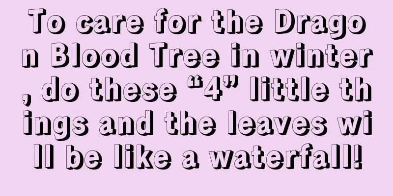 To care for the Dragon Blood Tree in winter, do these “4” little things and the leaves will be like a waterfall!