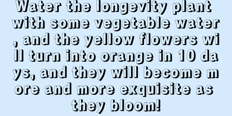 Water the longevity plant with some vegetable water, and the yellow flowers will turn into orange in 10 days, and they will become more and more exquisite as they bloom!