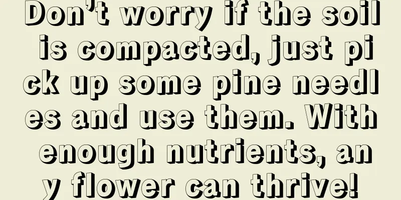 Don’t worry if the soil is compacted, just pick up some pine needles and use them. With enough nutrients, any flower can thrive!