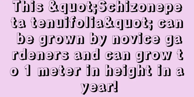 This "Schizonepeta tenuifolia" can be grown by novice gardeners and can grow to 1 meter in height in a year!