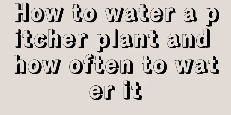 How to water a pitcher plant and how often to water it