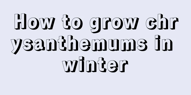 How to grow chrysanthemums in winter