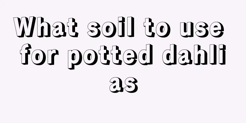 What soil to use for potted dahlias