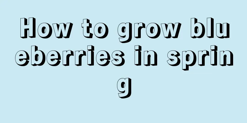 How to grow blueberries in spring