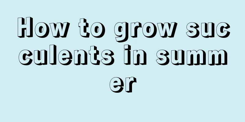 How to grow succulents in summer