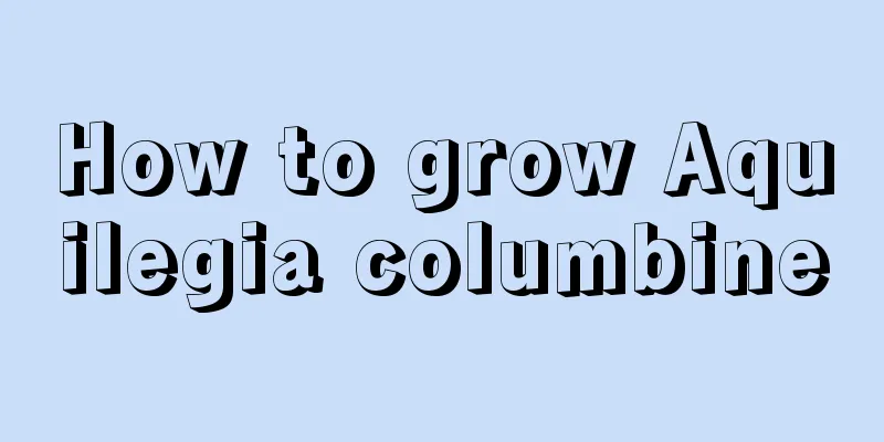 How to grow Aquilegia columbine