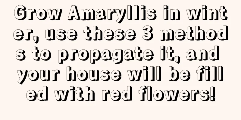 Grow Amaryllis in winter, use these 3 methods to propagate it, and your house will be filled with red flowers!