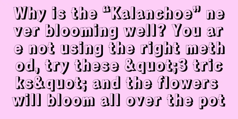 Why is the “Kalanchoe” never blooming well? You are not using the right method, try these "3 tricks" and the flowers will bloom all over the pot