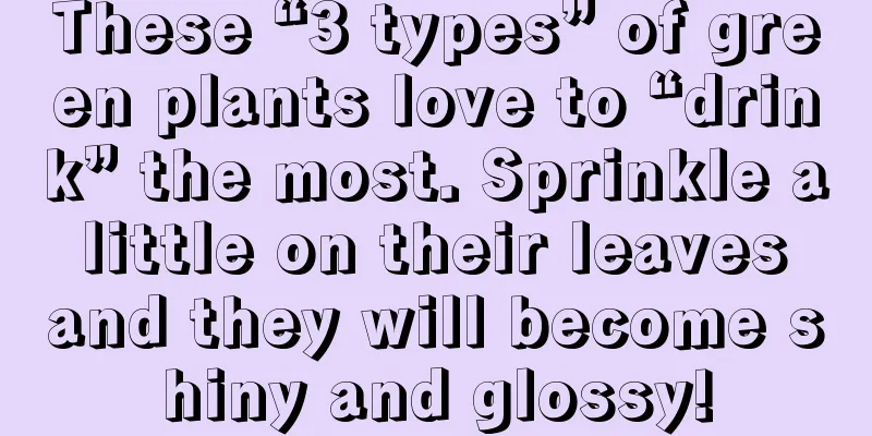 These “3 types” of green plants love to “drink” the most. Sprinkle a little on their leaves and they will become shiny and glossy!