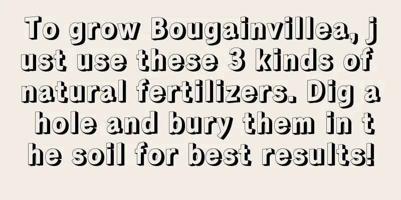 To grow Bougainvillea, just use these 3 kinds of natural fertilizers. Dig a hole and bury them in the soil for best results!