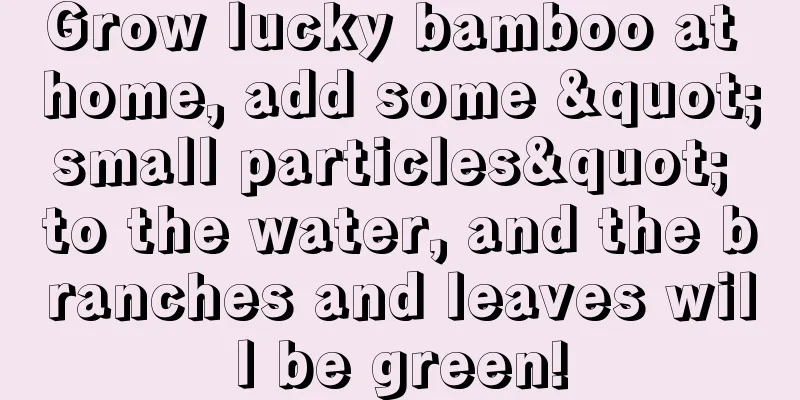 Grow lucky bamboo at home, add some "small particles" to the water, and the branches and leaves will be green!