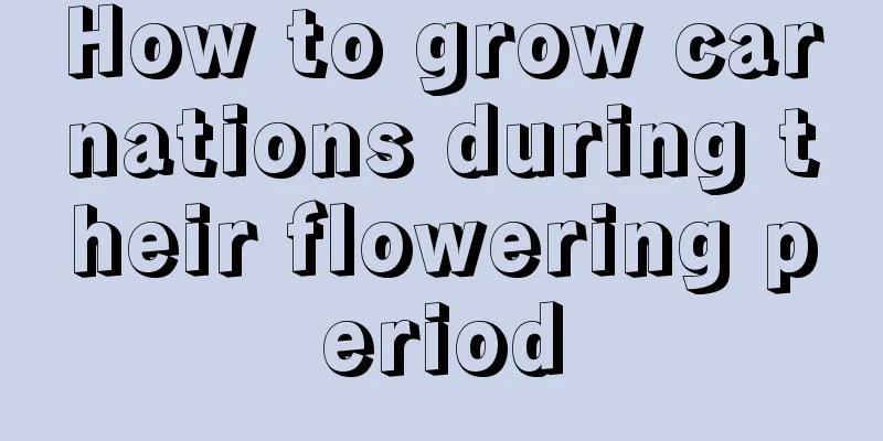 How to grow carnations during their flowering period