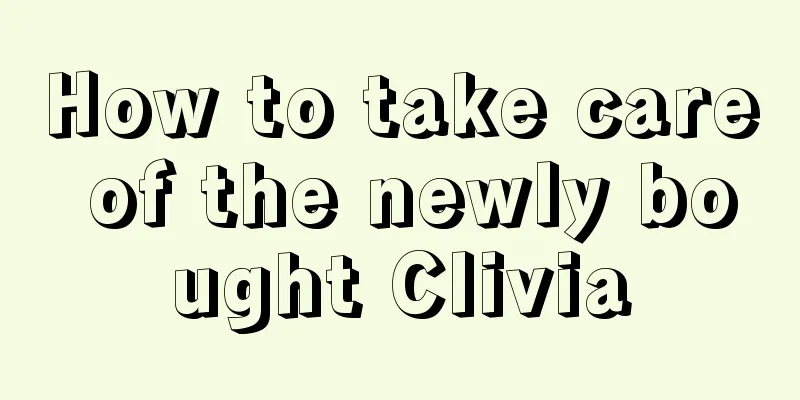 How to take care of the newly bought Clivia