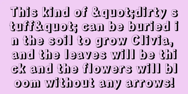 This kind of "dirty stuff" can be buried in the soil to grow Clivia, and the leaves will be thick and the flowers will bloom without any arrows!