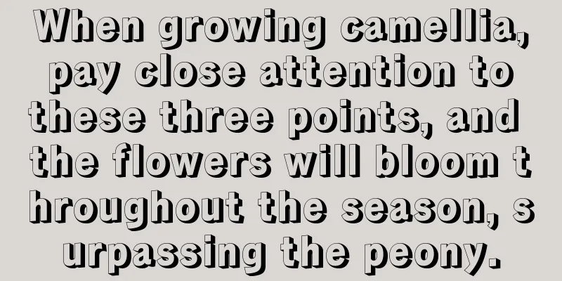 When growing camellia, pay close attention to these three points, and the flowers will bloom throughout the season, surpassing the peony.