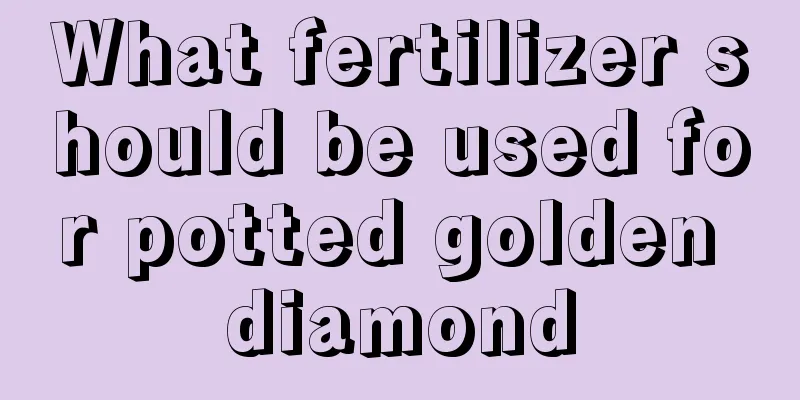 What fertilizer should be used for potted golden diamond