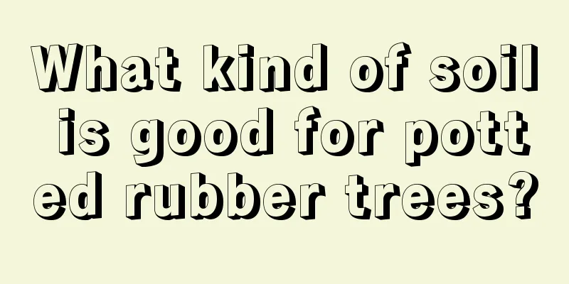 What kind of soil is good for potted rubber trees?