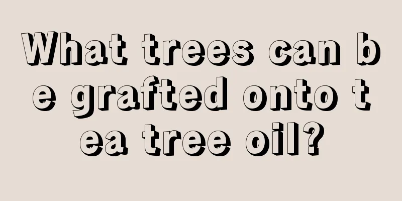 What trees can be grafted onto tea tree oil?