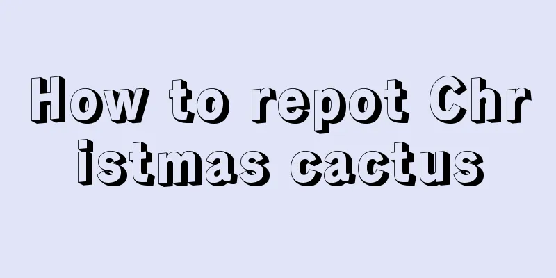 How to repot Christmas cactus