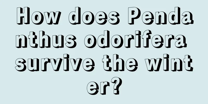 How does Pendanthus odorifera survive the winter?