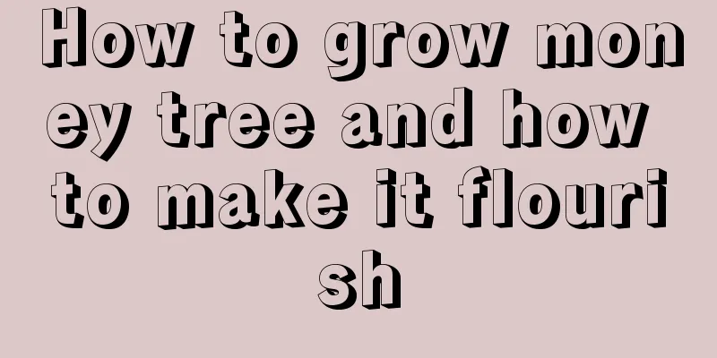 How to grow money tree and how to make it flourish