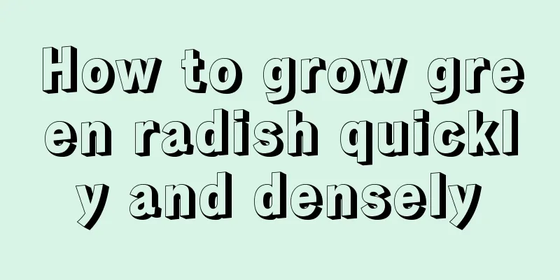 How to grow green radish quickly and densely