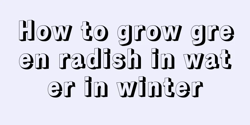 How to grow green radish in water in winter