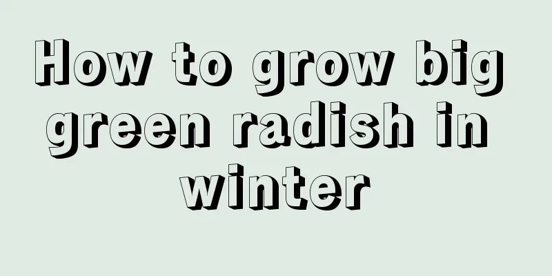 How to grow big green radish in winter