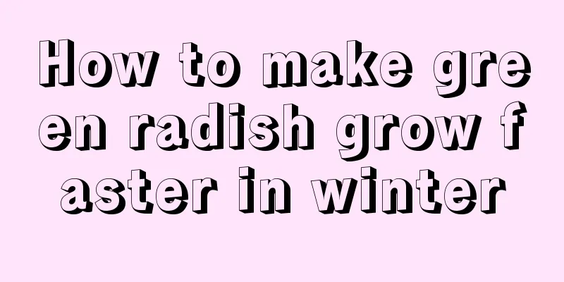 How to make green radish grow faster in winter