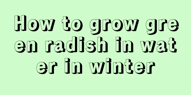 How to grow green radish in water in winter