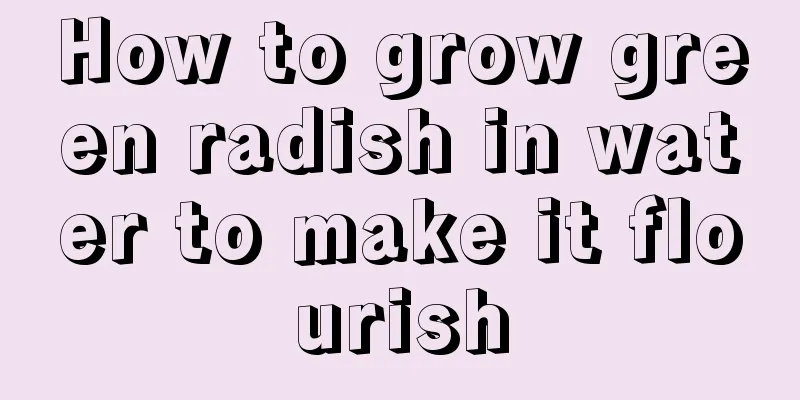 How to grow green radish in water to make it flourish