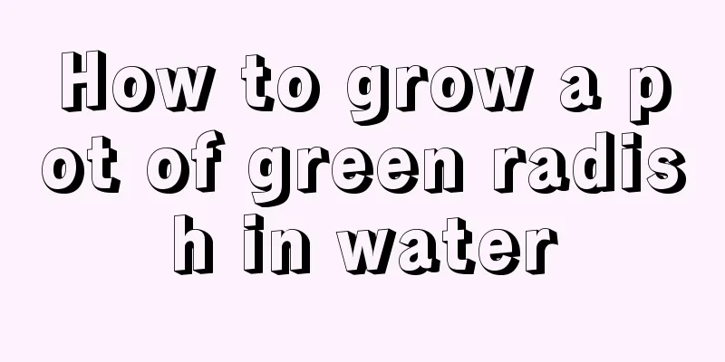 How to grow a pot of green radish in water