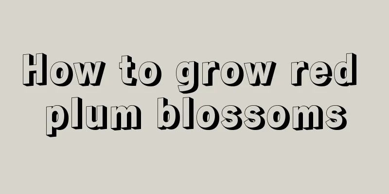 How to grow red plum blossoms