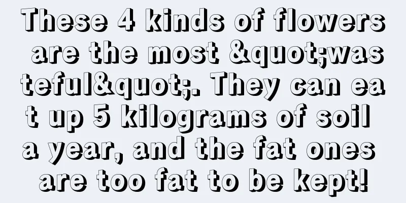 These 4 kinds of flowers are the most "wasteful". They can eat up 5 kilograms of soil a year, and the fat ones are too fat to be kept!