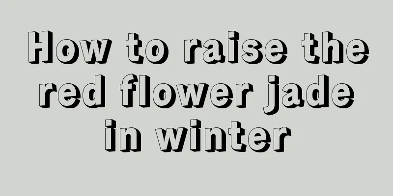 How to raise the red flower jade in winter