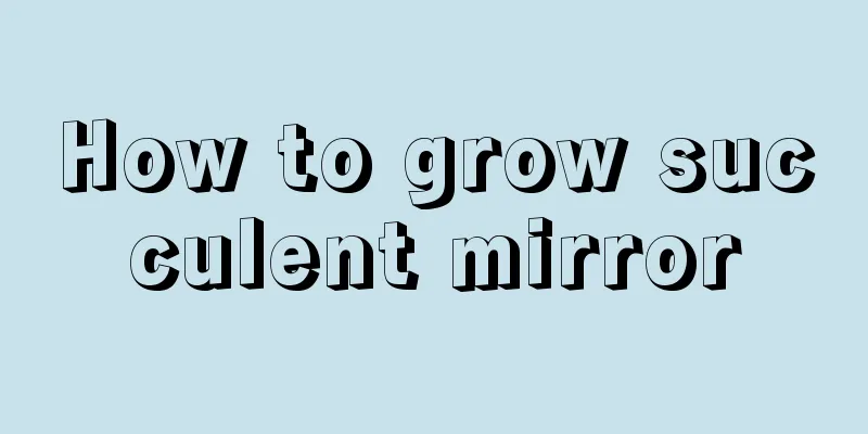 How to grow succulent mirror